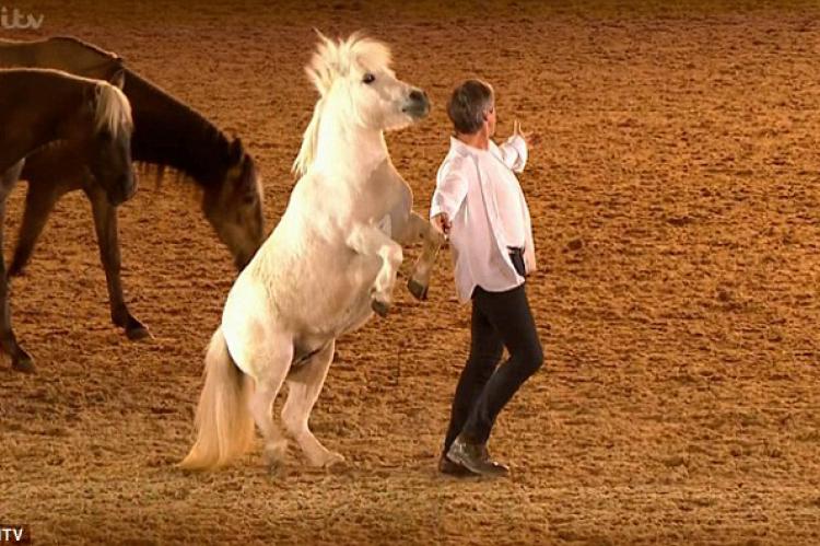 Shetland pony steals the show