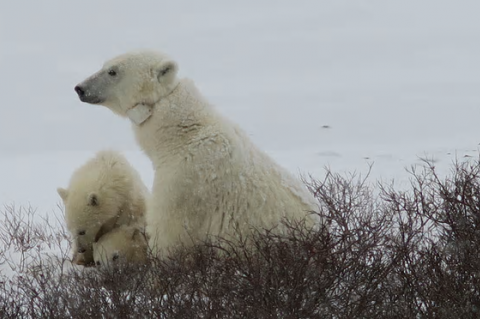 Collared polar bears in The Arctic Live